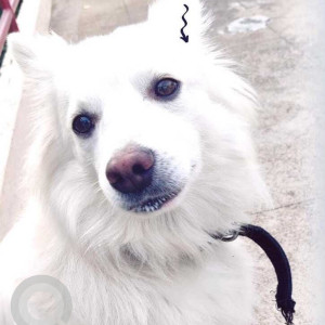 White Male Pomeranian Dog is Missing from Green woods layout near KR Puram
