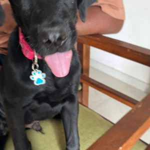 A Black Labrador Dog Found from Moshi, Pimpri Chinchwad-2