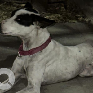 Missing: Black and White Female Indie Dog from Abhilasha Society, Wagholi