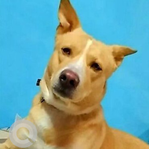 A White-Brown Mix Indie Dog Missing from Delhi Cantonment, Delhi NCR