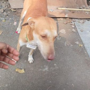 Missing: Brown Male Indie Dog from Mumbai, Thane