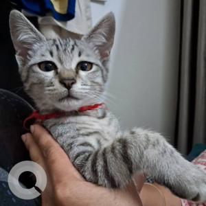 Missing: White and Grey Male Indie Cat from 2nd main kacharakanalli
