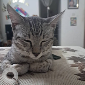 Missing: White and Grey Male Indie Cat from 2nd main kacharakanalli-2