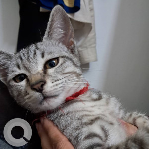 Missing: White and Grey Male Indie Cat from 2nd main kacharakanalli-3