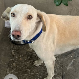 A White Indie Dog Missing from Vasant Kunj, New Delhi