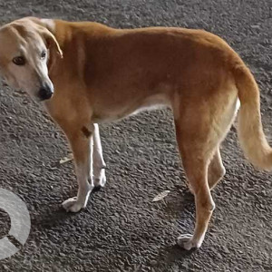 Indie dog roaming  near prime medical opposite Manisha bhel, karvenagar-3