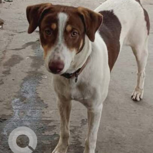 Missing: White-Brown Mix Male Indie Dog from Anand vihar
