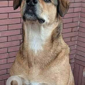 Missing: Brown Male Indie Dog from Amar Colony, Lajpat Nagar IV, New Delhi-2