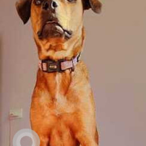 Missing: Brown Female Indie Dog from HSR layout, Bangalore-2