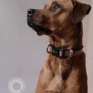 Missing: Brown Female Indie Dog from HSR layout, Bangalore-3
