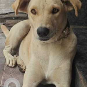 Found: White Male Indie Dog from Dr. Tulpule 's clinic in Salunkhe vihar