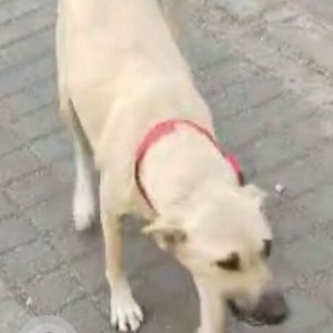 Missing: White Female Indie Dog from Model colony, Government Education Building