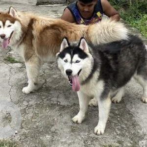 Missing: White-Brown Mix Not Available Husky Dog from Lubhu, Lalitpur