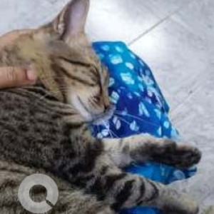 Missing: Black and Brown Male Indie Cat from Porba vaddo, Calangute-2