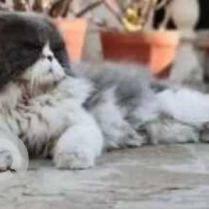 Missing: White and Grey Male Persian Cat from Jayanagar 4th Block, Dominos-2