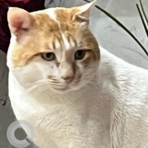 Missing: White-Brown Mix Male Indie Cat from ATS Happy trails, sector -10 Greater Noida West