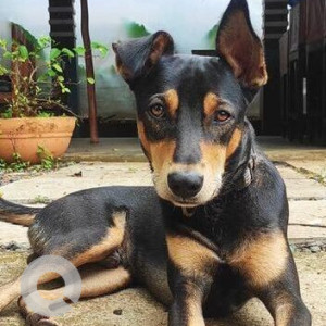 Missing: Black and Brown Male Indie Dog from Palloti home Assagao near Assa House restaurant