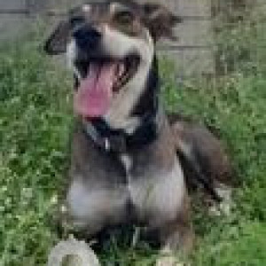 Missing: Black and White Male Indie Dog from Magarpatta