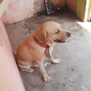 White-Brown Mix Indie Dog, name Bingo is Missing from Kathmandu