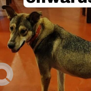 A Black and Brown Indie Dog Missing from Prabhu wada, Arpora
