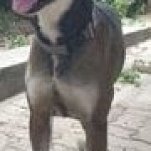 Missing: Black and White Male Indie Dog from Magarpatta-2