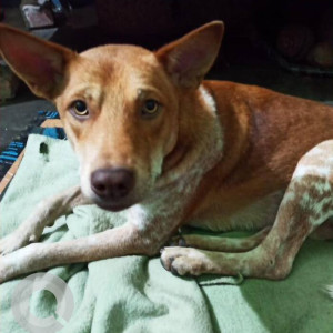 Missing: White-Brown Mix Male Indie Dog from Birubari, Jonakpuri, Shiv Mandir opp. Police Camp