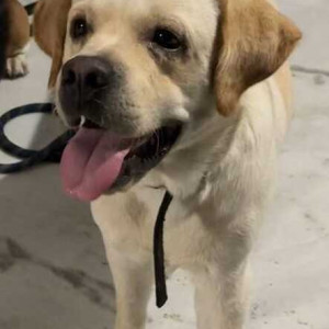 Missing: Golden Male Labrador Retriever Dog from Dehradun, Clement Town (near Panchayati Mandir)