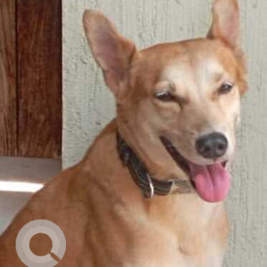 Missing: Brown Male Indie Dog from Blue Beach Road, Off ECR, Neelankarai, Chennai-2