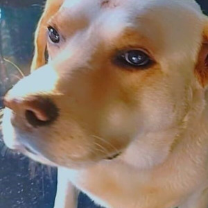 Missing: Golden Male Labrador Dog from Peenya 2nd stage, Andrahalli main road, Kalikanagar