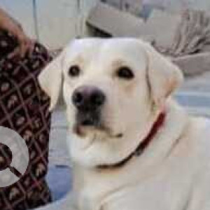Missing: White Male Labrador Dog from Collector Office Ananthapur