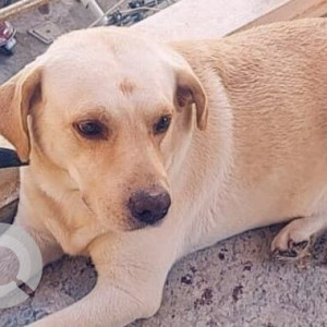 Missing: Golden Male Labrador Dog from Peenya 2nd stage, Andrahalli main road, Kalikanagar-2