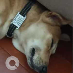 Missing: Brown Male Indie Dog from Blue Beach Road, Off ECR, Neelankarai, Chennai-3