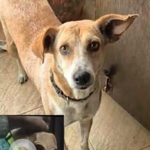 Missing: Brown Male Indie Dog from Rajnandini Banquet Hall