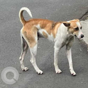 Missing: White-Brown Mix Male Indie Dog from Magarpatta