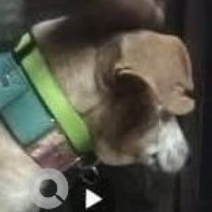 Missing: Brown Male Indie Dog from Rajnandini Banquet Hall-2