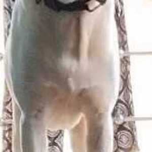 Missing: Brown Male Labrador Dog from Margao KTC circle to colva petrol pump-2