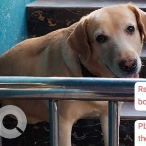 Missing: Brown Female Labrador Dog from Margao KTC circle to colva petrol pump