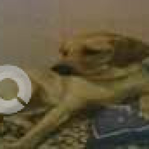 Missing: Golden Male Labrador Dog from Maheshwari Nagur, Tdasarshalli-2