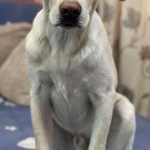 Missing: White Male Labrador Dog from Nardevi/ Chettrapati area-2