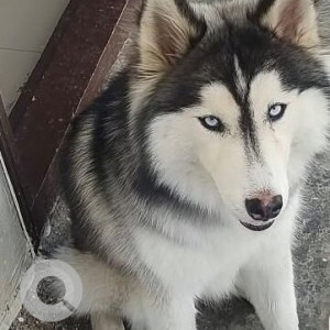 A Black and White Husky Dog Missing from Ward 107 Madhapur, Hyderabad
