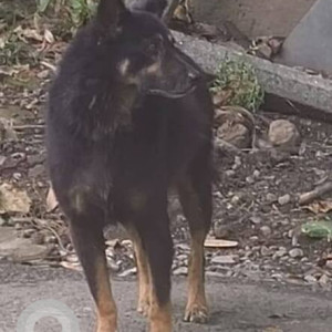 A Black and Brown Rottweiler Bhoottiya mix Dog Found from Krushna Nagar, Pune-3