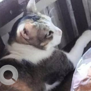 A White and Grey Tabby Cat Missing from Zone 2, Mumbai-3