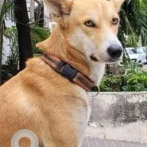 Missing: Brown Male Indie Dog from Modern Housing Complex, Manimajra-2