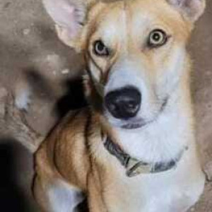 Missing: Brown Male Indie Dog from Modern Housing Complex, Manimajra