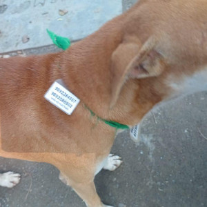 Missing: Brown Male Indie Dog from Mumbai, Thane-2