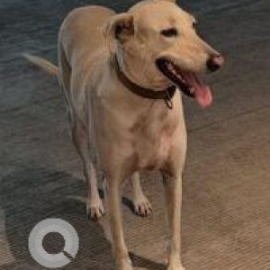 Found: White Male Indie Dog from Velstand phase 2 kharadi