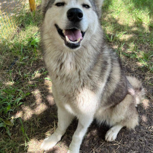 A White and Grey Husky Dog Found from Pimple Saudagar, Pimpri Chinchwad-2