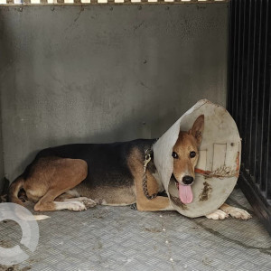 Missing: Black and Brown Female Indie Dog from Time Machine showroom-2