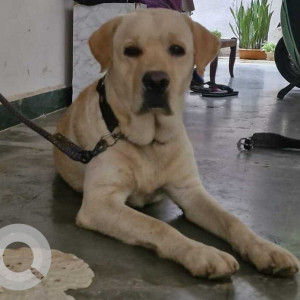 Found: White Male Labrador Dog from Apple hospital, Vishal nagar
