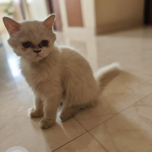 Missing: White Male Persian Cat from Chrompet - Durga Nagar Main Road - Chennai